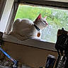 cat, white_cat, windowsill, window, rainy_window, kitchen, sink, faucet, utensils, spatula, kitchen_tools, indoor, pet, animal, domestic_cat, looking_out, natural_light, relaxed, collar, tag