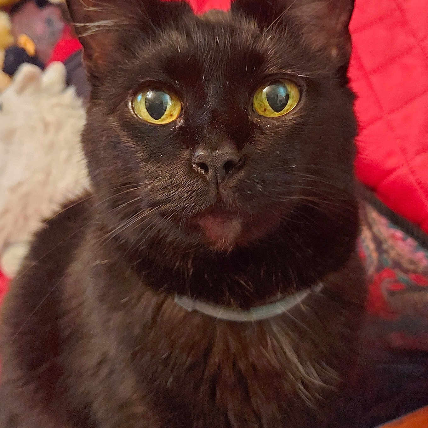 Socky joined the competition — help win amazing prizes! alert, animal, black_cat, cat, close_up, collar, cute, domestic_cat, feline, fur, household, indoor, looking_up, pet, portrait, quilted_background, sitting, soft_texture, whiskers, yellow_eyes