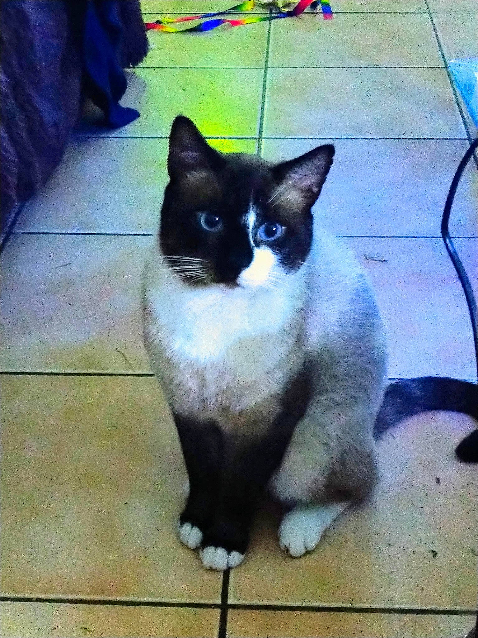 Shadow a rejoint le concours — aidez-le/la à gagner de superbes lots ! carnivore, cat, domestic_short_haired_cat, electric_blue, eye, felidae, flooring, foot, fur, hair, head, human_body, iris, line, paw, sitting, small_to_medium_sized_cats, snout, tail, whiskers