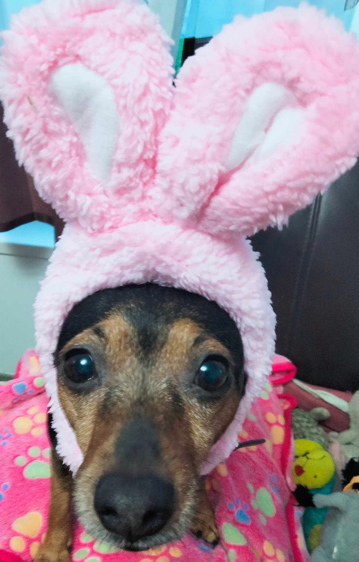 Omerine a rejoint le concours — aidez-le/la à gagner de superbes lots ! dog, pet, bunny_ears, pink, hat, costume, cute, indoor, blanket, plush_toys, face, animal, close_up, brown, black, fur, eyes, nose, chair, soft