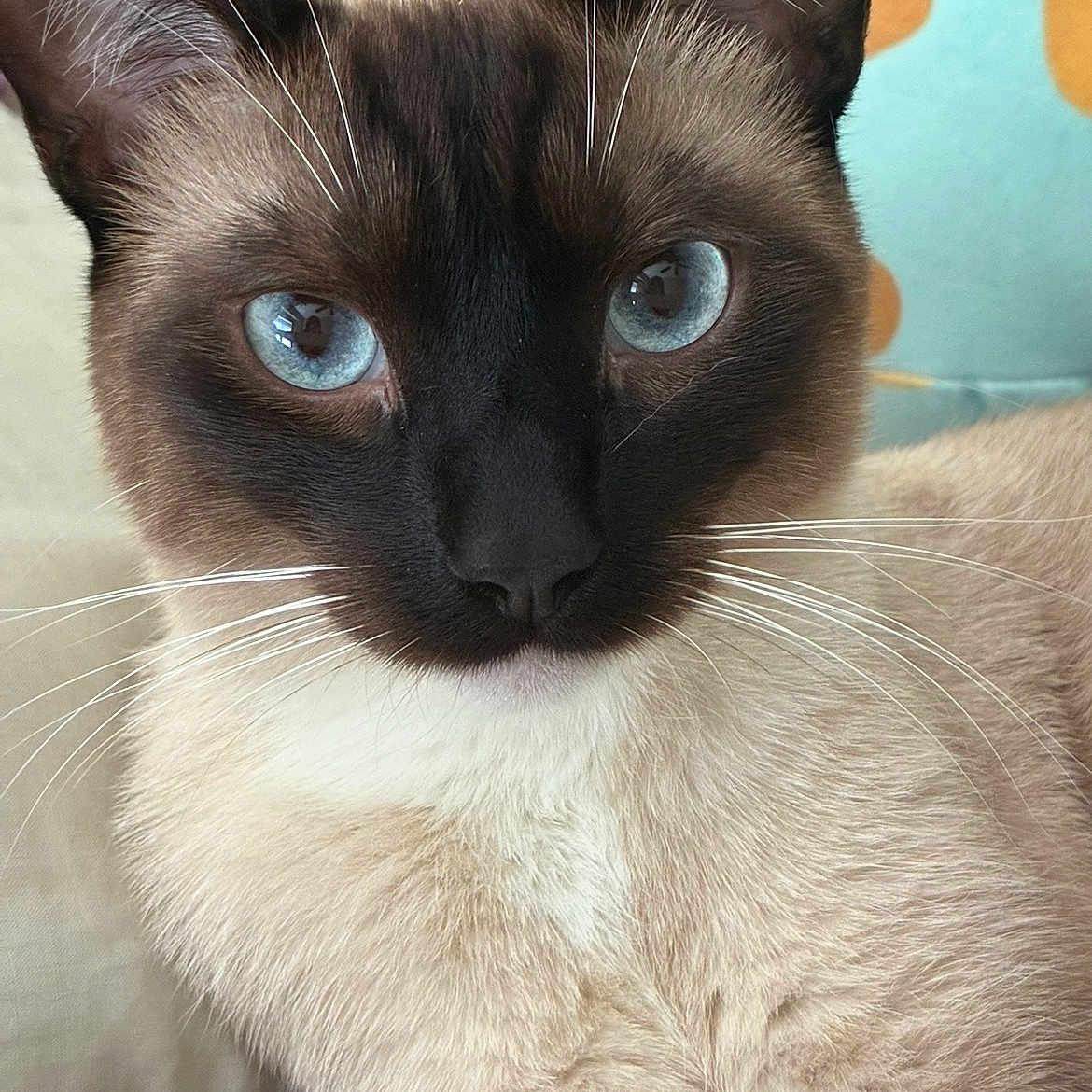 Bruce joined the competition — help win amazing prizes! cat, siamese_cat, blue_eyes, whiskers, close_up, pet, feline, indoor, animal, fur, face, ear, nose, resting, cute, domestic_animal, portrait, soft_texture, relaxed, couch