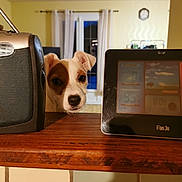 Toxane a rejoint le concours — aidez-le/la à gagner de superbes lots ! dog, puppy, pet, face, ears, nose, curious, wooden_counter, speaker, digital_display, alarm_clock, window, curtains, indoor, home, tiles, tile_wall, evening, portrait, looking_up