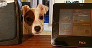 Toxane a rejoint le concours — aidez-le/la à gagner de superbes lots ! alarm_clock, curious, curtains, digital_display, dog, ears, evening, face, home, indoor, looking_up, nose, pet, portrait, puppy, speaker, tile_wall, tiles, window, wooden_counter