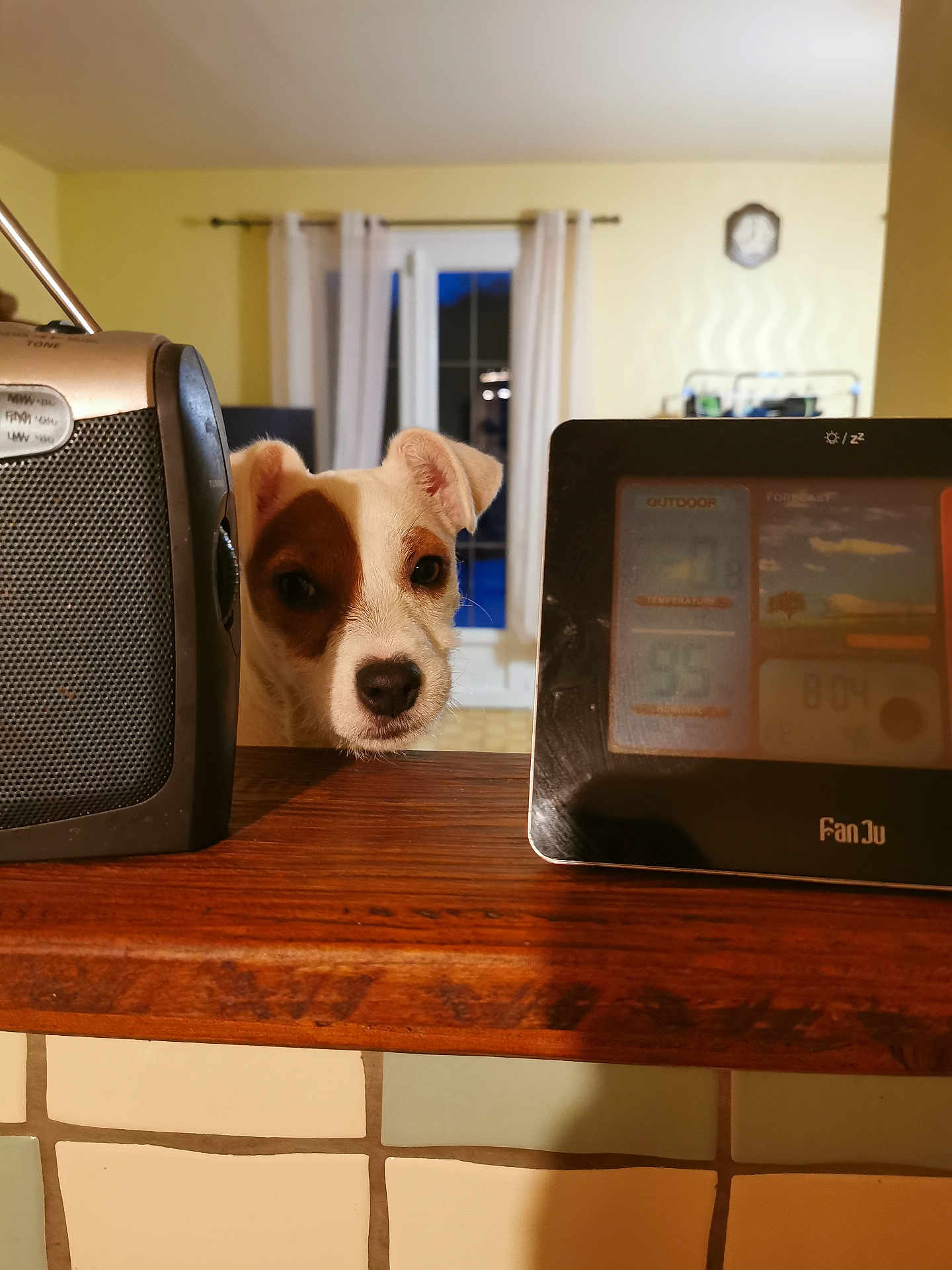 Toxane a rejoint le concours — aidez-le/la à gagner de superbes lots ! dog, puppy, pet, face, ears, nose, curious, wooden_counter, speaker, digital_display, alarm_clock, window, curtains, indoor, home, tiles, tile_wall, evening, portrait, looking_up