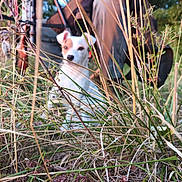 Toxane participe au concours pour gagner de l'argent avec cette photo : animal, blurred_background, brown_patch, canine, collar, daylight, dog, ears, field, grass, greenery, nature, outdoor, person, pet, plants, sitting, snout, white_dog, wildlife