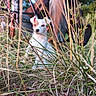 animal, blurred_background, brown_patch, canine, collar, daylight, dog, ears, field, grass, greenery, nature, outdoor, person, pet, plants, sitting, snout, white_dog, wildlife