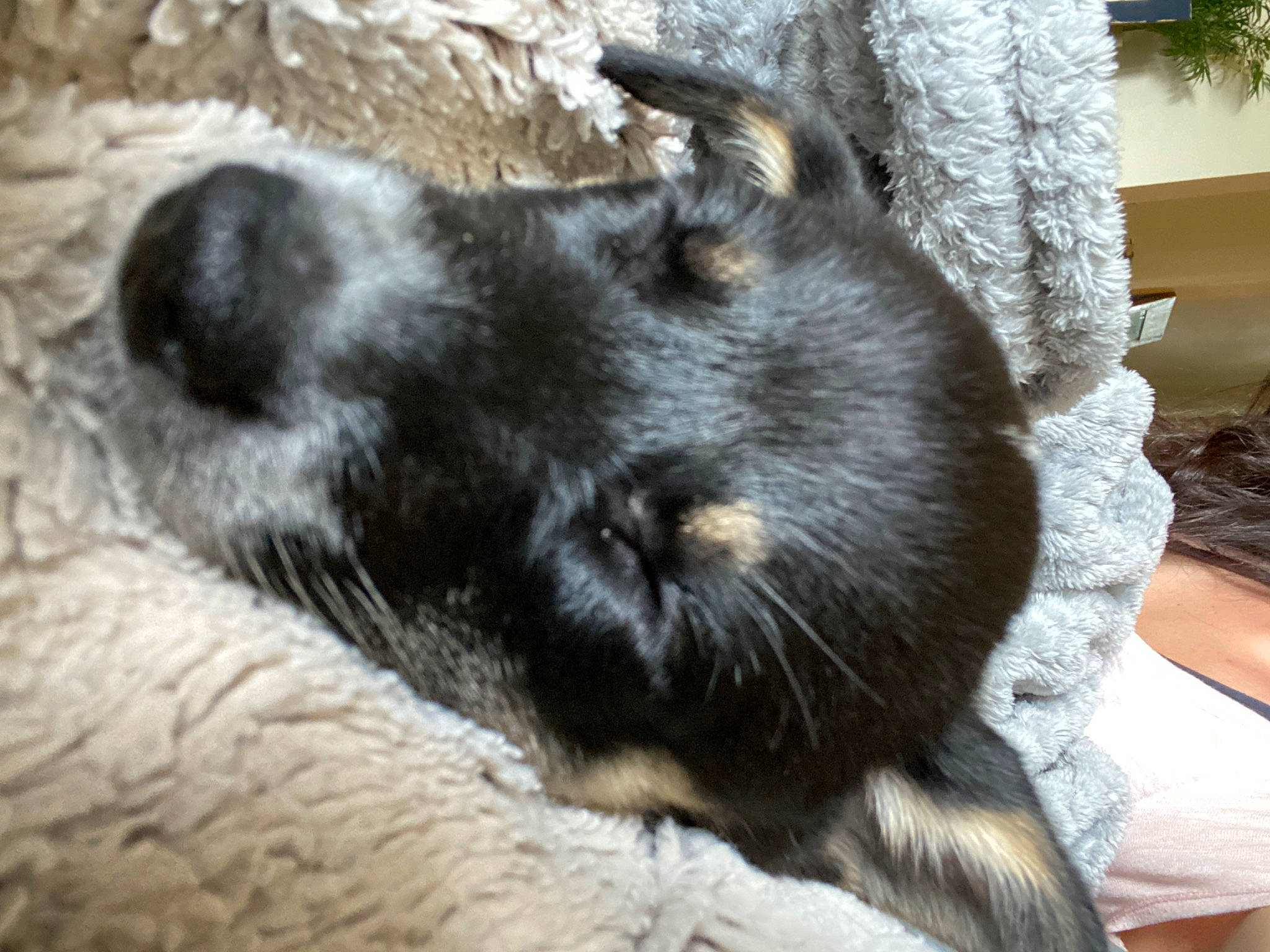 Luna is registered to the contest to win money with this photo: canidae, carnivore, cat, claw, dog_breed, felidae, mammal, nebelung, norwegian_elkhound, snout, tail, vertebrate