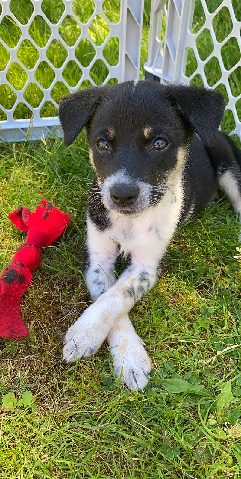 Luna joined the competition — help win amazing prizes! border_collie, canidae, carnivore, companion_dog, danish_swedish_farmdog, dog, dog_breed, fox_terrier, mammal, potcake_dog, puppy, rare_breed_dog, smooth_fox_terrier, sporting_group, stabyhoun, texas_heeler, vertebrate