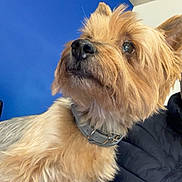 Vegas a rejoint le concours — aidez-le/la à gagner de superbes lots ! dog, small_dog, terrier, pet, animal, canine, fur, shaggy_fur, brown_fur, collar, portrait, close_up, looking_up, indoors, blue_wall, black_jacket, smartphone_screenshot, social_media, flashback, cute