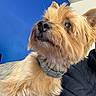 dog, small_dog, terrier, pet, animal, canine, fur, shaggy_fur, brown_fur, collar, portrait, close_up, looking_up, indoors, blue_wall, black_jacket, smartphone_screenshot, social_media, flashback, cute