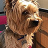 dog, terrier, small_dog, long_hair, shaggy_fur, brown_fur, standing, portrait, pet, collar, dog_tag, balcony, sunlight, outdoor, close_up, animal, ears, snout, pink_chair, social_media_screenshot