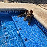 Azur a rejoint le concours — aidez-le/la à gagner de superbes lots ! dog, pool, water, swimming_pool, pool_steps, wet_fur, small_dog, outdoor, sunlight, blue_tiles, stone_deck, pet, animal, portrait, looking_at_camera, ears, brown_fur, black_fur, summer, relaxing