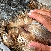 Azur participe au concours pour gagner de l'argent avec cette photo : dog, small_dog, fluffy, long_hair, silky_fur, brown_fur, gray_fur, tan_fur, lying_down, relaxed, petting, human_hand, close_up, indoor, couch, fabric, cozy, grooming, animal, portrait