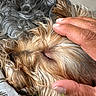 dog, small_dog, fluffy, long_hair, silky_fur, brown_fur, gray_fur, tan_fur, lying_down, relaxed, petting, human_hand, close_up, indoor, couch, fabric, cozy, grooming, animal, portrait