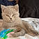 Meeko