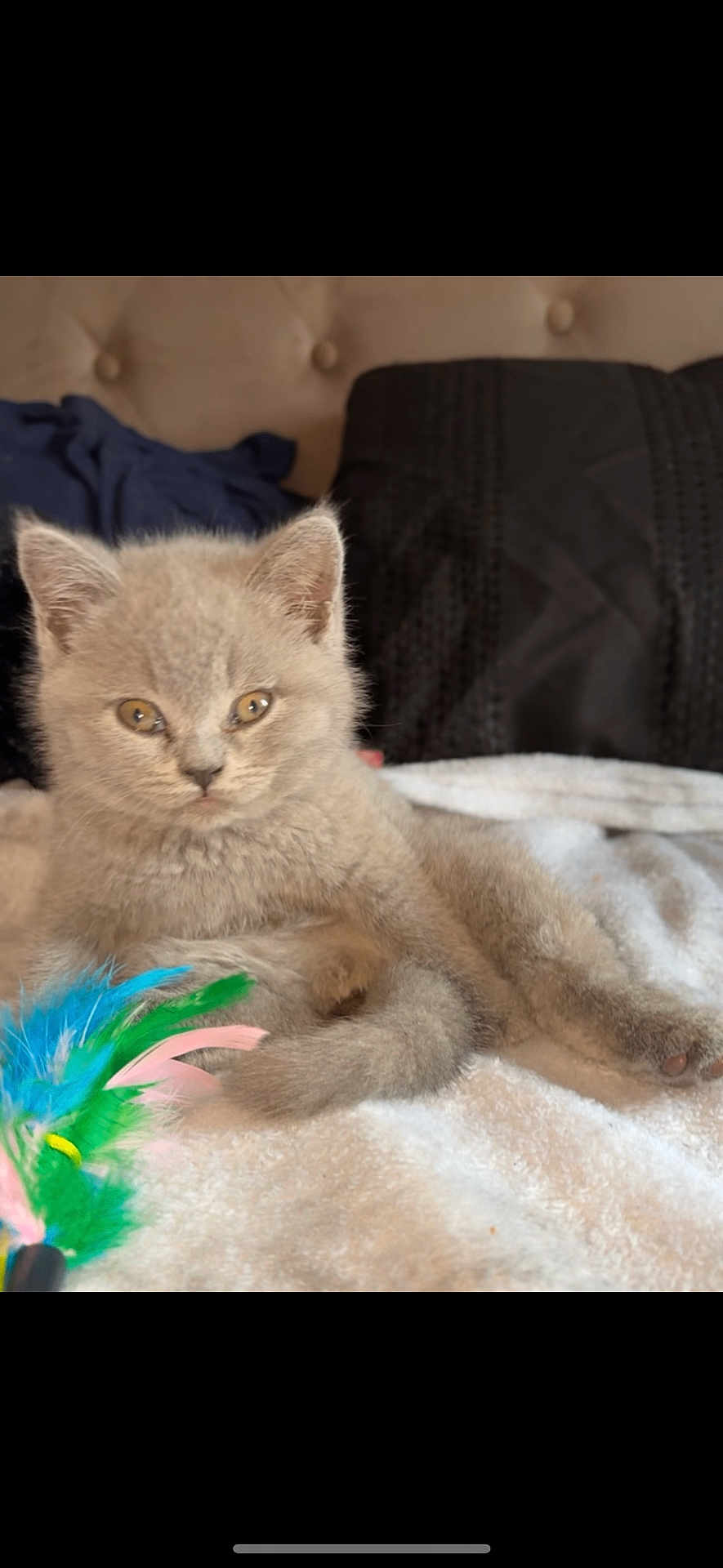 Meeko is registered to the contest to win money with this photo: kitten, cat, gray_cat, pet, feather_toy, blanket, couch, indoor, cute, furry, animal, playful, relaxed, young_cat, whiskers, paws, soft, cozy, domestic_cat, resting