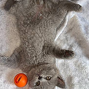 Meeko is registered to the contest to win money with this photo: kitten, gray_cat, toy, orange_ball, towel, pet, cute, playful, feline, animal, fur, young, indoor, paw, face, lying_down, whiskers, nose, ears, relaxed