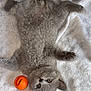 kitten, gray_cat, toy, orange_ball, towel, pet, cute, playful, feline, animal, fur, young, indoor, paw, face, lying_down, whiskers, nose, ears, relaxed