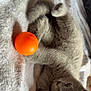 Meeko joined the competition — help win amazing prizes! kitten, gray_cat, orange_ball, playing, soft_blanket, indoor, pet, cute, fur, animal, paws, young_cat, closeup, cozy, relaxed, whiskers, toy, feline, small, domestic_cat