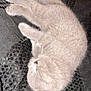 Meeko is registered to the contest to win money with this photo: kitten, gray_cat, sleeping, fur, pet, animal, cute, cozy, resting, feline, texture, black_fabric, small, paw, whiskers, indoor, closeup, soft, peaceful, domestic_cat