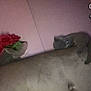 blur, cat, couch, cozy, dim_light, domestic_animal, flowers, furniture, gray_cat, home, indoor, pet, relaxing, resting, roses, sleeping, sofa, upholstery, vase, wall