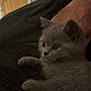 Meeko joined the competition — help win amazing prizes! kitten, gray, feline, pet, animal, fur, cute, whiskers, paw, closeup, indoor, resting, texture, person, arm, curious, soft, young, domestic, companion
