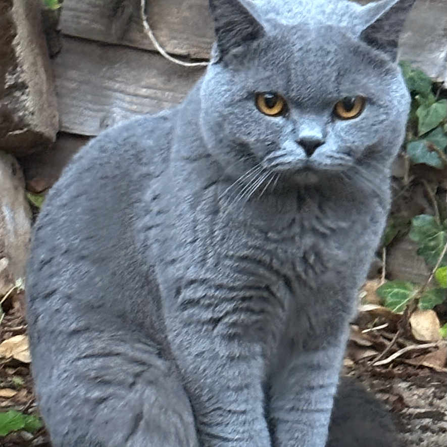 Meeko joined the competition — help win amazing prizes! alert, amber_eyes, animal, british_shorthair, cat, cute, ears, fur, garden, gray_fur, ground, leaves, mammal, nature, outdoor, pet, portrait, sitting, whiskers, wooden_fence