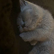 Meeko joined the competition — help win amazing prizes! kitten, sleeping, cat, fur, cute, pet, animal, closeup, cozy, resting, paw, whiskers, indoor, soft, adorable, peaceful, feline, young, mammal, domestic