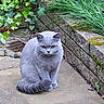 cat, gray_cat, orange_eyes, sitting, outdoor, garden, plants, greenery, brick_wall, concrete_path, moss, feline, pet, animal, fur, alert, nature, mossy, calm, quiet