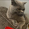 Meeko is registered to the contest to win money with this photo: animal, cat, closeup, couch, cozy, domestic, ears, feline, food_bowl, fur, furniture, gray_cat, indoor, looking, pet, red_object, relaxed, resting, side_view, whiskers