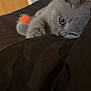 animal, bed, cat, close_up, curious, cute, ears, feline, fuzzy_toy, gray_cat, indoor, kitten, lying_down, paw, pet, resting, soft, toy, whiskers, young