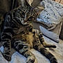 animal, blanket, cat, comfortable, couch, cozy, curious, feline, fur, home, indoor, looking, paws, pet, relaxed, resting, soft, tabby, tail, whiskers