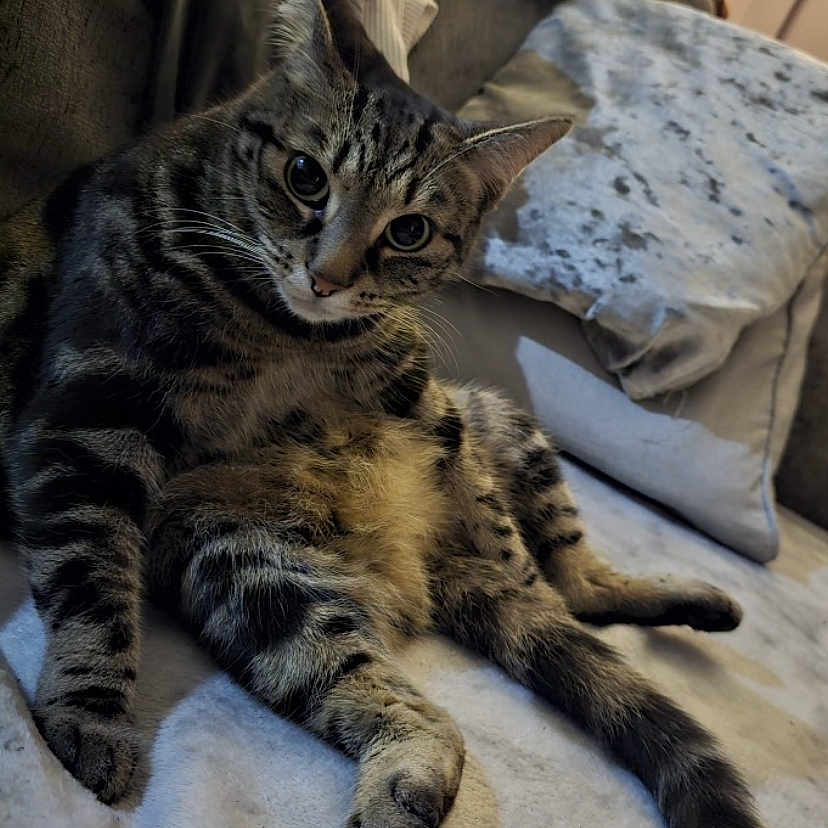 Nala joined the competition — help win amazing prizes! animal, blanket, cat, comfortable, couch, cozy, curious, feline, fur, home, indoor, looking, paws, pet, relaxed, resting, soft, tabby, tail, whiskers