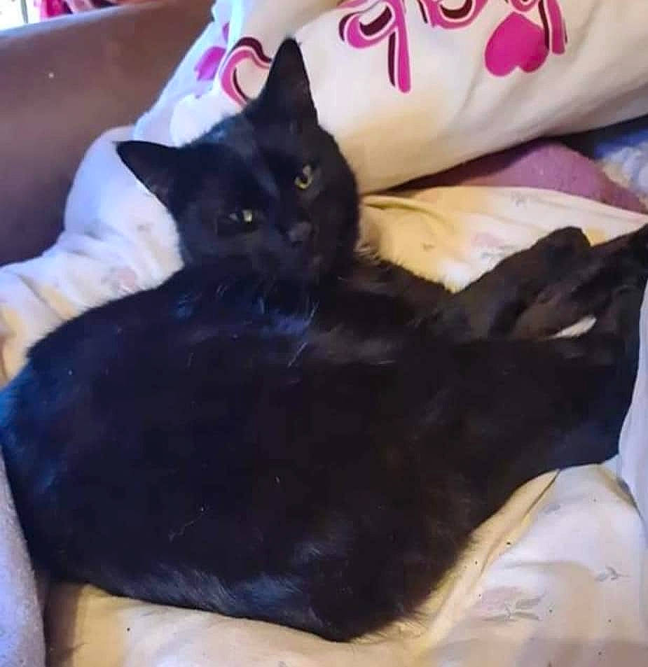 Pepsi participe au concours pour gagner de l'argent avec cette photo : black_cat, bombay, carmine, carnivore, cat, cat_bed, cat_supply, comfort, couch, domestic_short_haired_cat, felidae, fur, linens, magenta, pillow, purple, room, small_to_medium_sized_cats, tail, whiskers