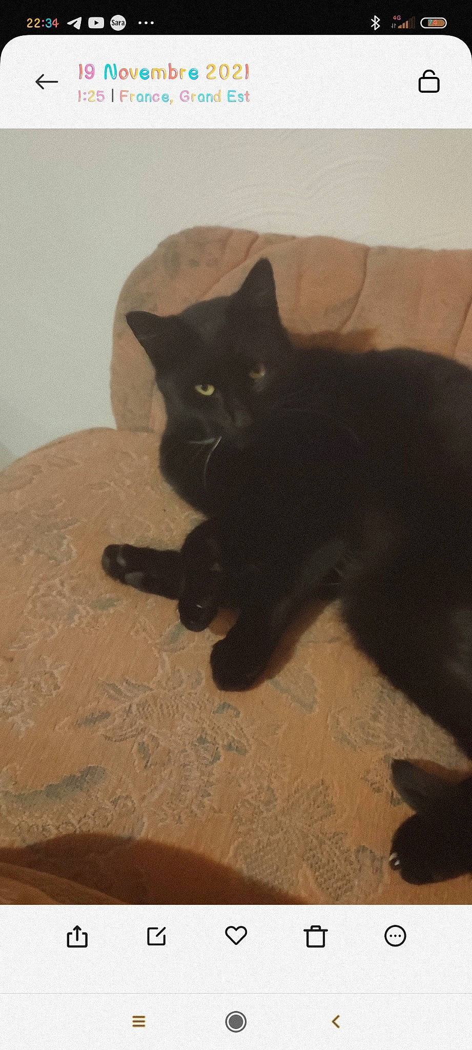 Pepsi a rejoint le concours — aidez-le/la à gagner de superbes lots ! black_cat, bombay, carnivore, cat, claw, comfort, domestic_short_haired_cat, eye, felidae, floor, flooring, fur, grey, iris, leg, paw, small_to_medium_sized_cats, snout, tail, whiskers