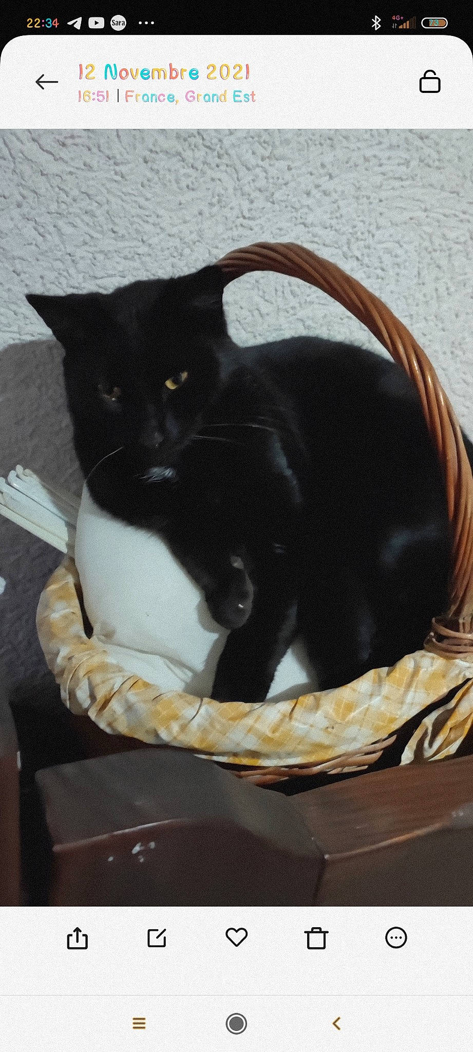 Pepsi participe au concours pour gagner de l'argent avec cette photo : bag, black_cat, bombay, carnivore, cat, cat_furniture, cat_supply, comfort, domestic_short_haired_cat, eye, felidae, fur, luggage_and_bags, paw, pet_supply, small_to_medium_sized_cats, snout, tail, whiskers, window