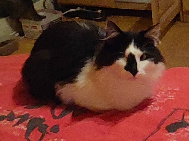 Cookie a rejoint le concours — aidez-le/la à gagner de superbes lots ! box, carmine, carnivore, cat, cat_supply, claw, comfort, domestic_short_haired_cat, felidae, flooring, fur, lap, nap, paw, pet_supply, small_to_medium_sized_cats, snout, tail, terrestrial_animal, whiskers