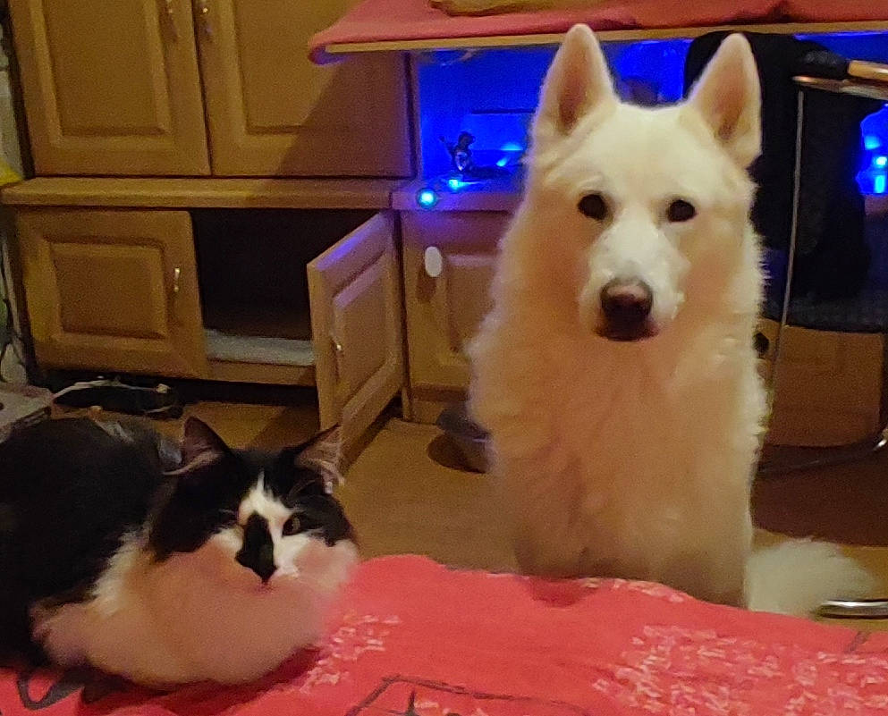 Flocon a rejoint le concours — aidez-le/la à gagner de superbes lots ! cabinetry, carnivore, cat, chest_of_drawers, comfort, companion_dog, dog, dog_breed, drawer, fawn, felidae, fur, mammal, small_to_medium_sized_cats, snout, spitz, tail, television, vertebrate, whiskers