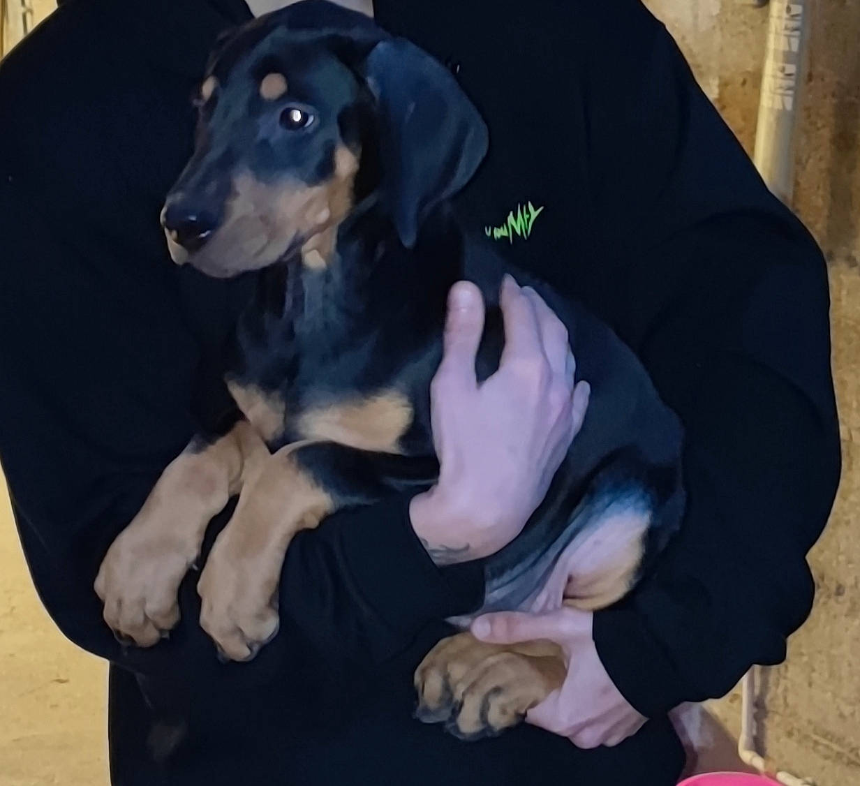 Shelby a rejoint le concours — aidez-le/la à gagner de superbes lots ! canidae, carnivore, comfort, companion_dog, dog, dog_breed, dog_clothes, gesture, guard_dog, hunting_dog, paw, pet_supply, pinscher, puppy, sitting, sleeve, t_shirt, toy_dog, working_animal, working_dog