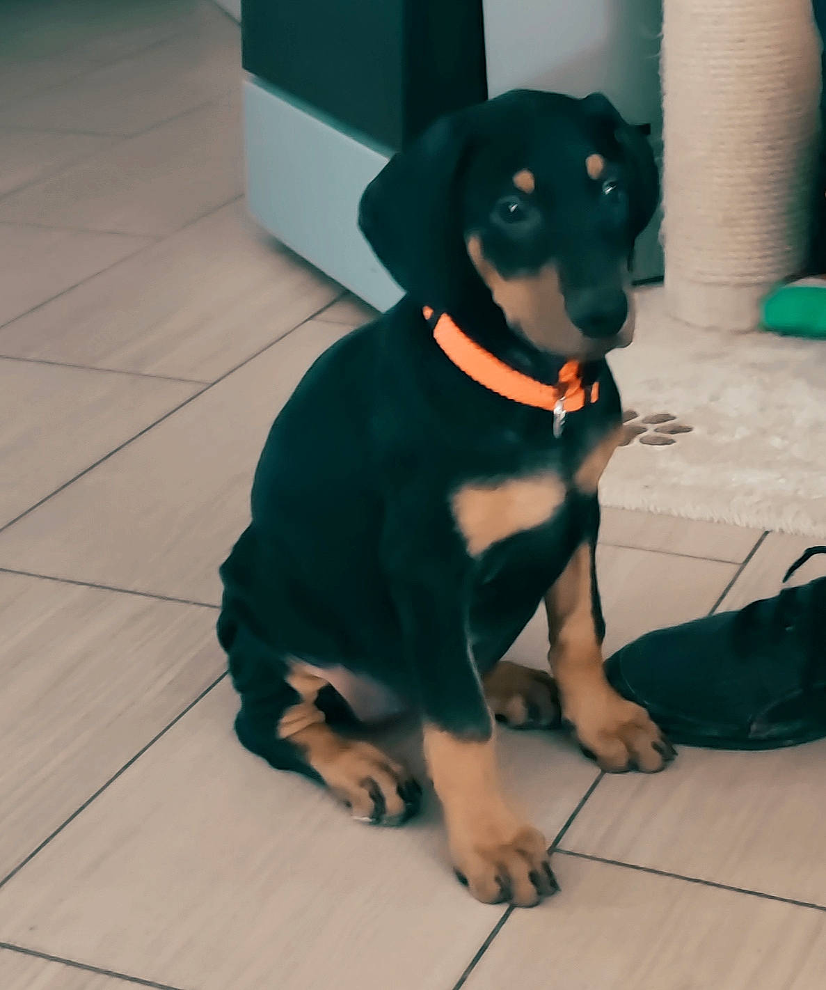 Shelby a rejoint le concours — aidez-le/la à gagner de superbes lots ! blue, carnivore, companion_dog, dog, dog_breed, fawn, floor, flooring, fur, green, personal_protective_equipment, rottweiler, sleeve, snout, sporting_group, t_shirt, tile_flooring, toy_dog, whiskers, working_animal