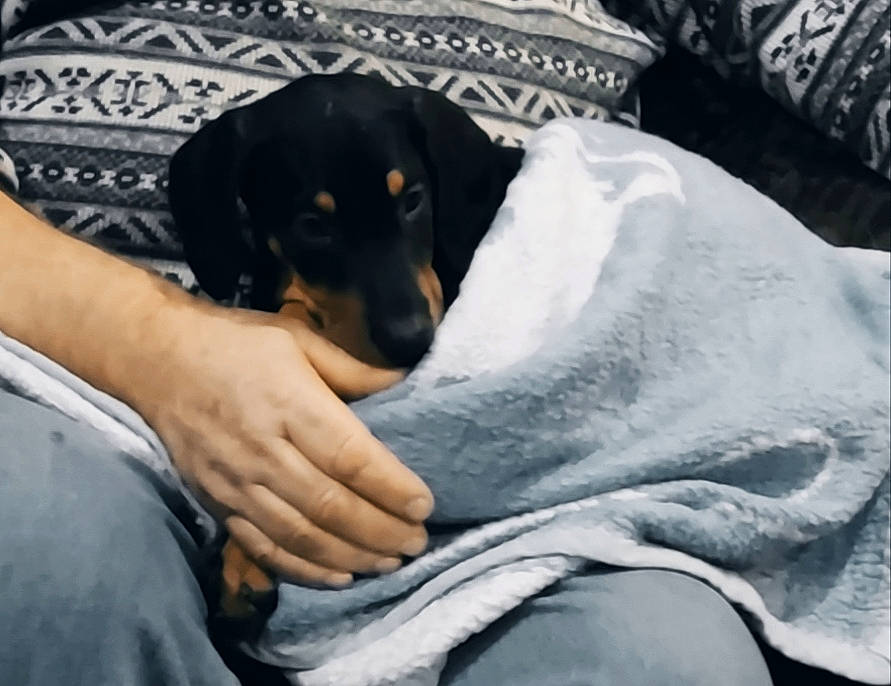 Shelby a rejoint le concours — aidez-le/la à gagner de superbes lots ! bed, canidae, carnivore, comfort, companion_dog, dog, dog_breed, fawn, fur, grey, guard_dog, linens, nap, paw, pinscher, sitting, snout, sporting_group, toy_dog, wrist