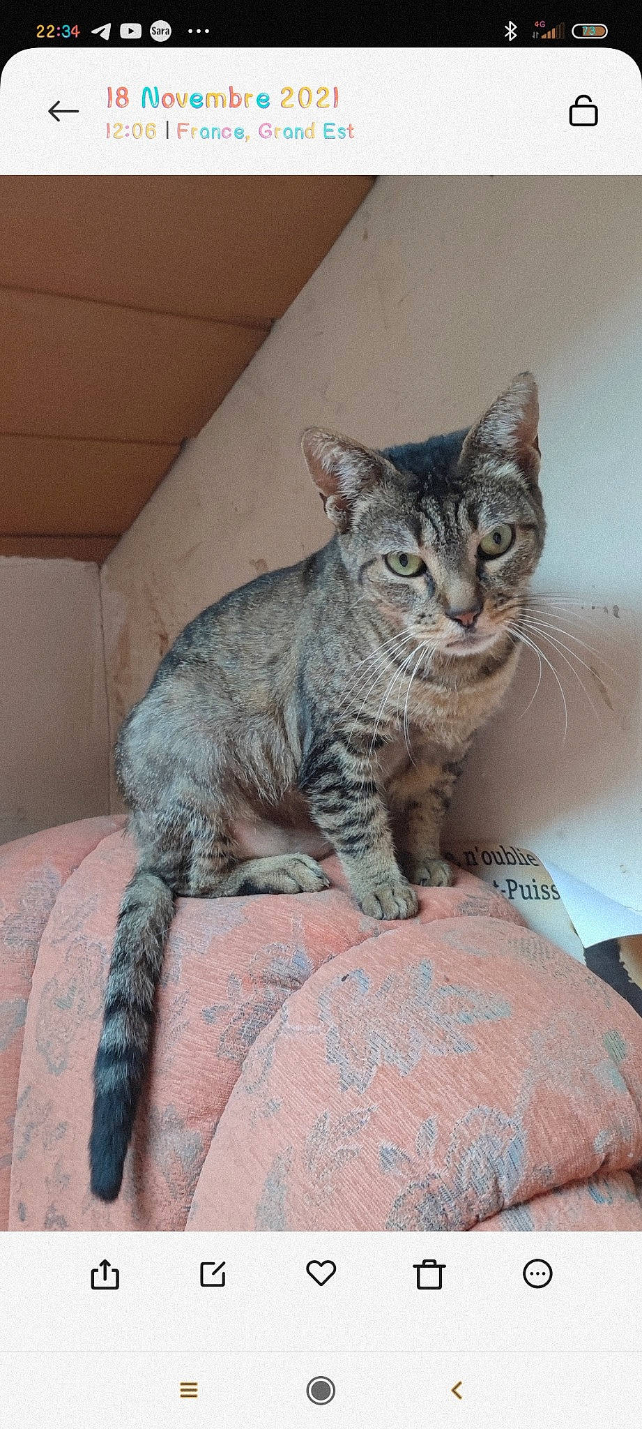 Kitty participe au concours pour gagner de l'argent avec cette photo : carnivore, cat, cat_supply, claw, comfort, domestic_short_haired_cat, felidae, fur, grey, paw, small_to_medium_sized_cats, tail, terrestrial_animal, whiskers