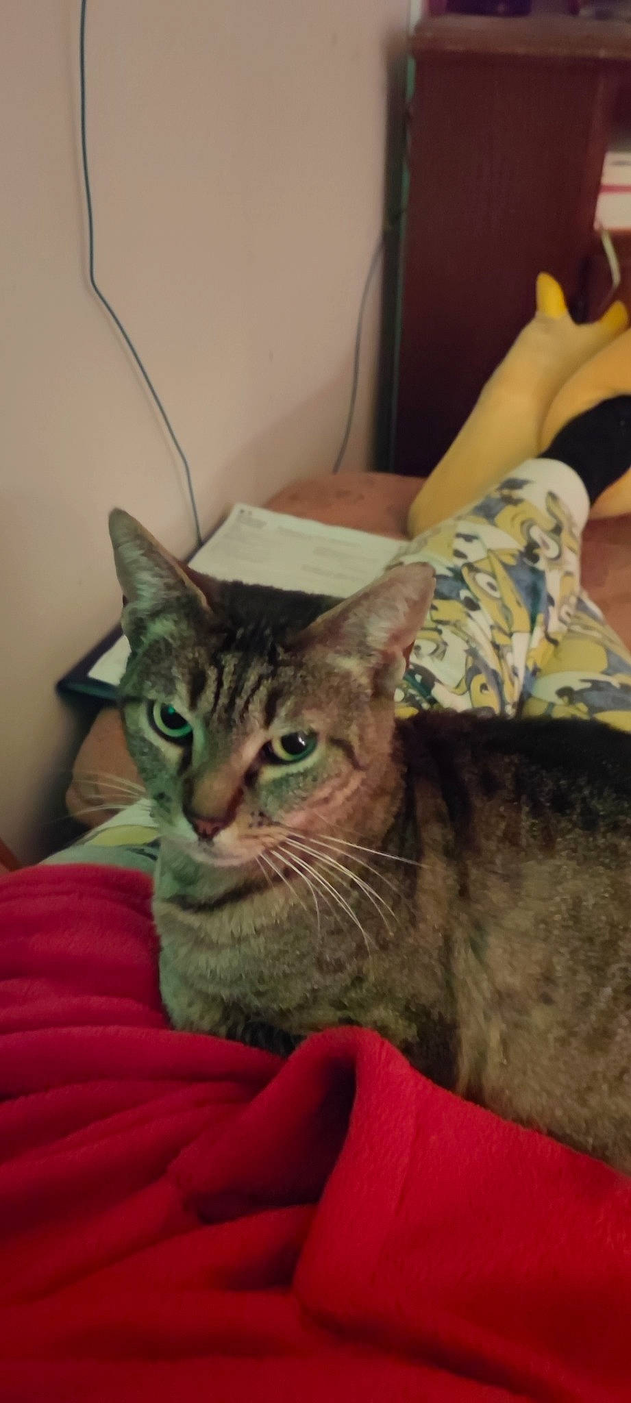 Kitty a rejoint le concours — aidez-le/la à gagner de superbes lots ! carnivore, cat, claw, comfort, domestic_short_haired_cat, ear, eye, felidae, fur, head, mammal, room, sitting, small_to_medium_sized_cats, snout, terrestrial_animal, whiskers