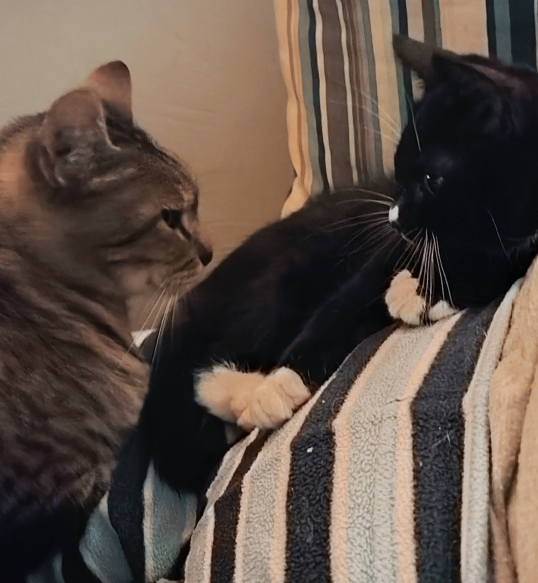 Kitty a rejoint le concours — aidez-le/la à gagner de superbes lots ! bed, black_cat, bombay, carnivore, cat, comfort, domestic_short_haired_cat, felidae, fur, grey, linens, monochrome_photography, nap, paw, sitting, small_to_medium_sized_cats, snout, tail, whiskers, window