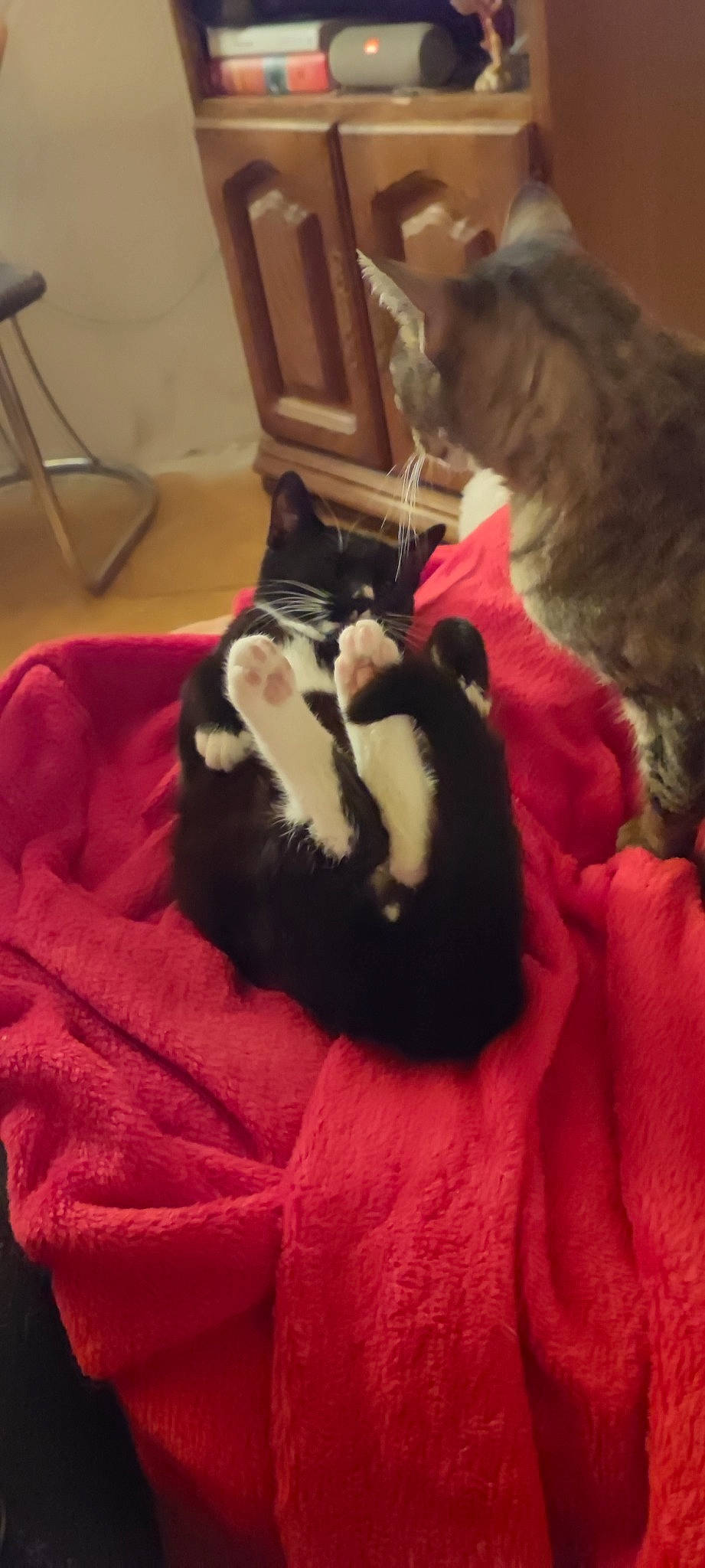 Shamallow a rejoint le concours — aidez-le/la à gagner de superbes lots ! canidae, carnivore, cat, chair, claw, comfort, companion_dog, dog_breed, domestic_short_haired_cat, felidae, fur, lap, linens, mammal, nap, room, small_to_medium_sized_cats, sporting_group, tail, whiskers