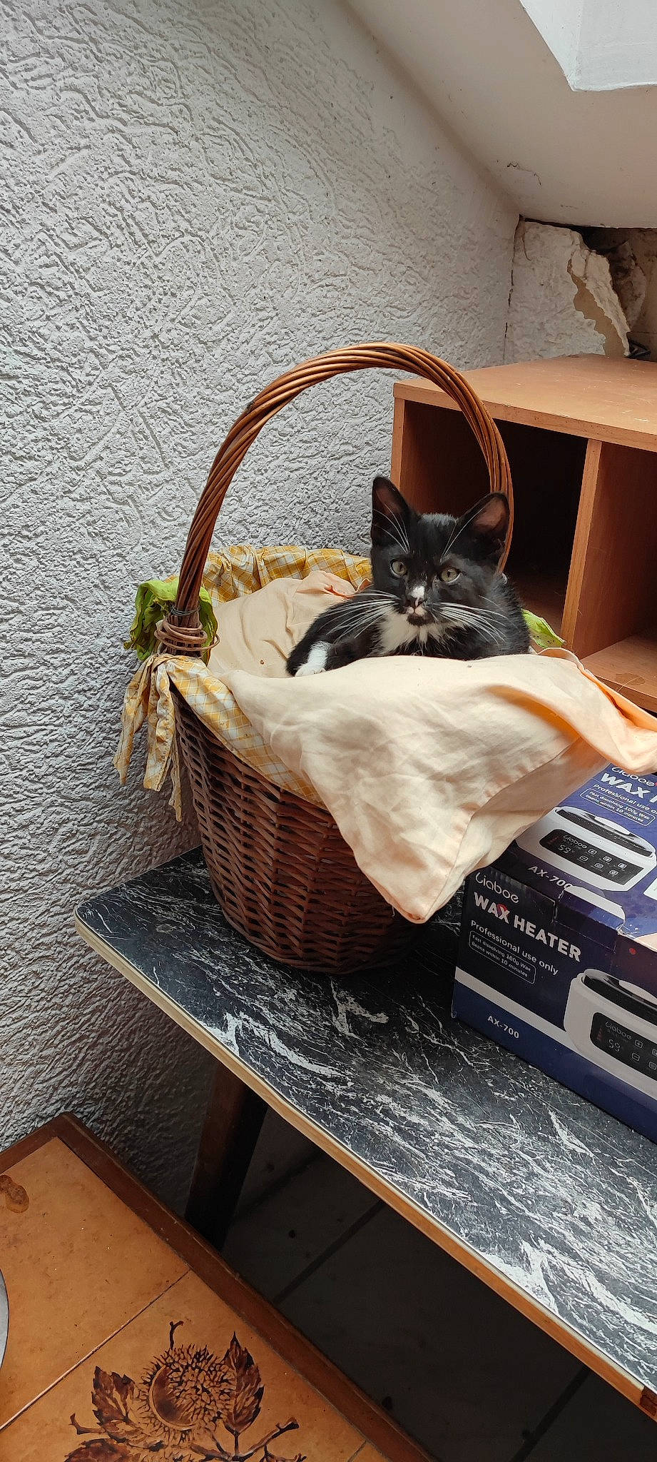 Shamallow a rejoint le concours — aidez-le/la à gagner de superbes lots ! bag, baggage, basket, bombay, box, carnivore, cat, cat_supply, comfort, felidae, linens, luggage_and_bags, pet_supply, picnic_basket, small_to_medium_sized_cats, storage_basket, table, vegetable, whiskers, wood
