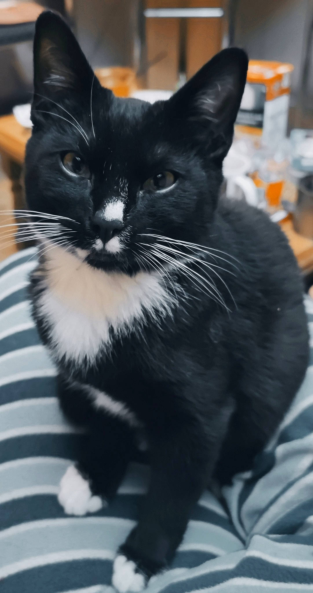 Shamallow a rejoint le concours — aidez-le/la à gagner de superbes lots ! carnivore, cat, claw, domestic_short_haired_cat, eye, felidae, formal_wear, fur, human_body, monochrome_photography, small_to_medium_sized_cats, snout, tail, terrestrial_animal, whiskers