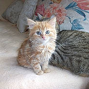 Chouky participe au concours pour gagner de l'argent avec cette photo :