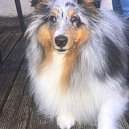 Never a rejoint le concours — aidez-le/la à gagner de superbes lots ! animal, calm, canine, chair, dog, domestic, ears, eyes, fluffy, fur, jeans, legs, looking, nose, outdoor, pet, portrait, shetland_sheepdog, sitting, wooden_deck