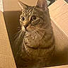 cat, tabby, cardboard_box, pet, indoor, feline, whiskers, curious, striped_fur, alert, cozy, closeup, animal, cute, domestic, box, sitting, fur, ears, eyes